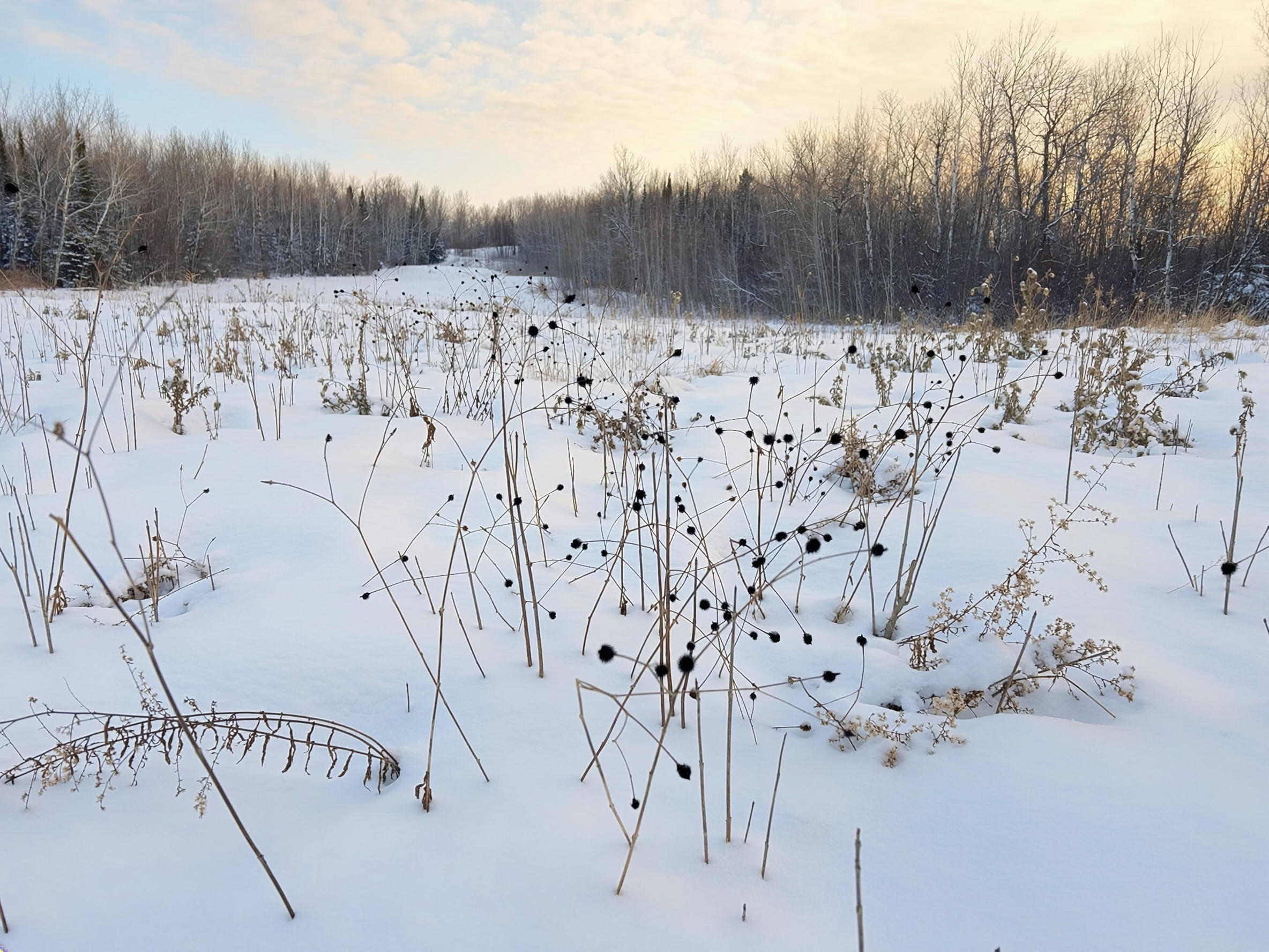 Seeds at Lester Park